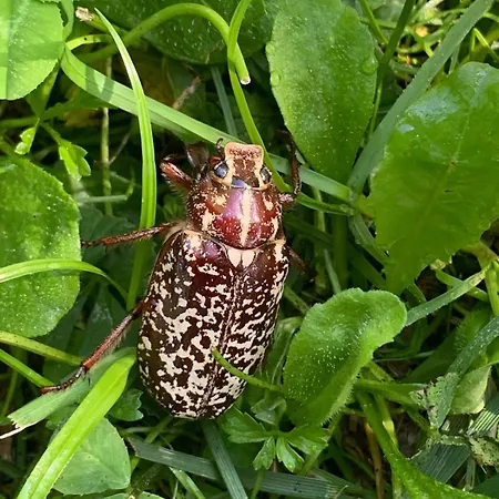 Taro Santa Maria del Taro