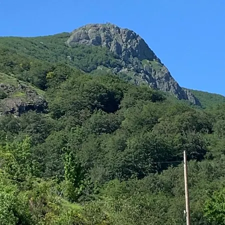 Taro