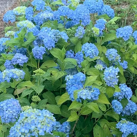 Daire Taro Santa Maria del Taro