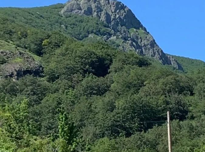 Taro