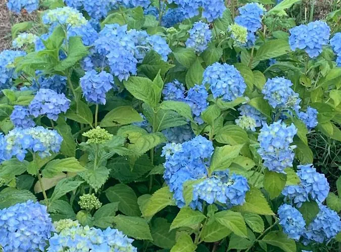 Lägenhet Taro Santa Maria del Taro