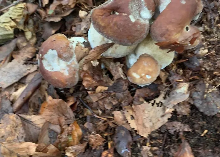 Lägenhet Taro Santa Maria del Taro