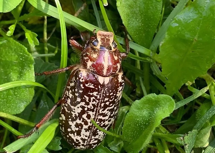Taro Santa Maria del Taro